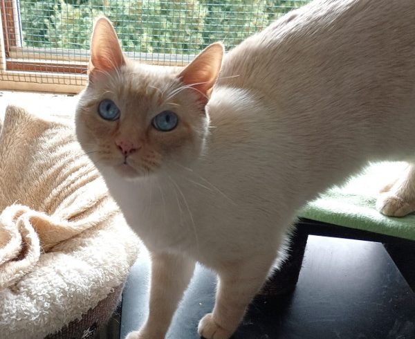 2. Türchen – Lunas Wunschzettel 2. Türchen – Lunas Wunschzettel