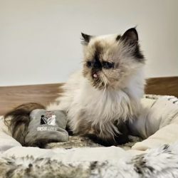 Kalendertürchen 16 – Pitschkas Wunsch