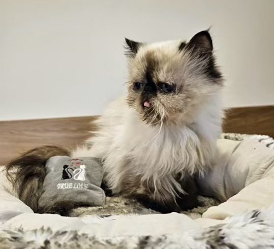 Kalendertürchen 16 – Pitschkas Wunsch