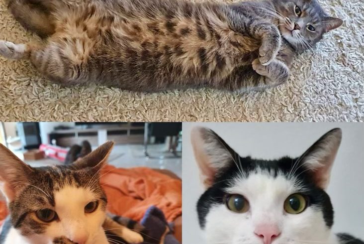 Dankeschön Dankeschön