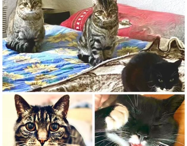 Lady, Mi, Mei-Mi & Curly