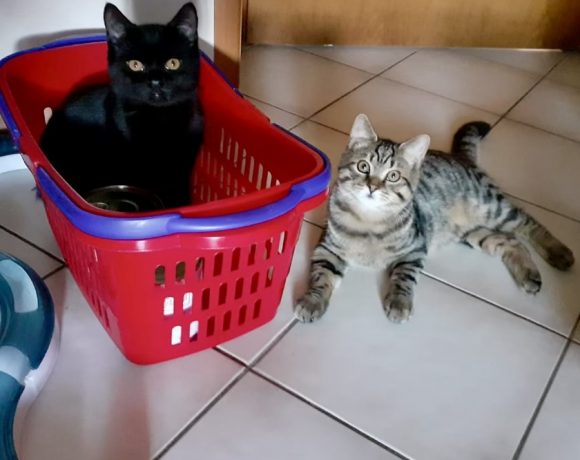 Samson & Carlo
