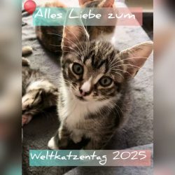 Weltkatzentag 2025