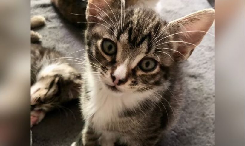 Weltkatzentag 2025 Weltkatzentag 2025