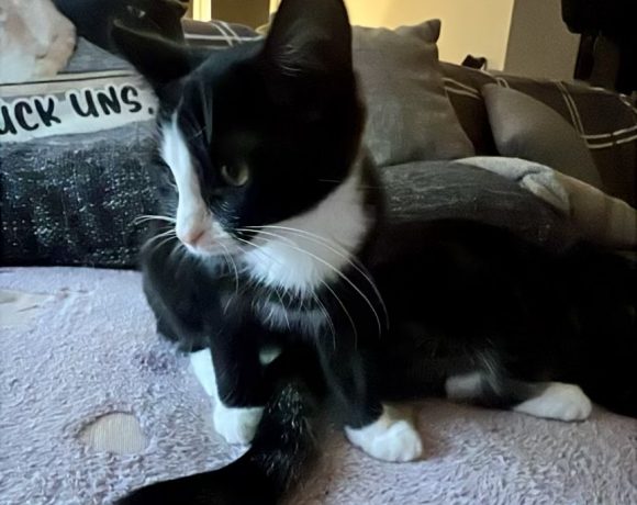Nova & Pinsel