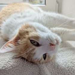 Kalendertürchen 8  – Emils Wunsch