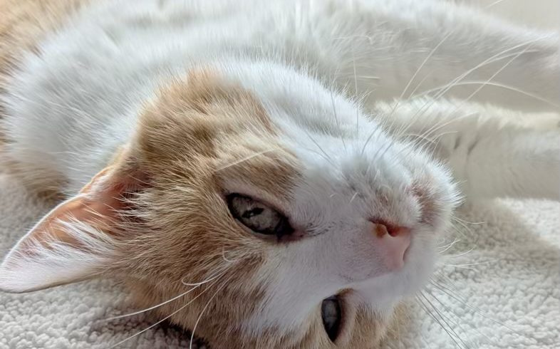 Kalendertürchen 8  – Emils Wunsch