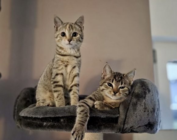 Maracuja & Lani