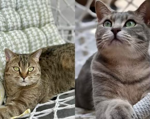 Titus & Cleo