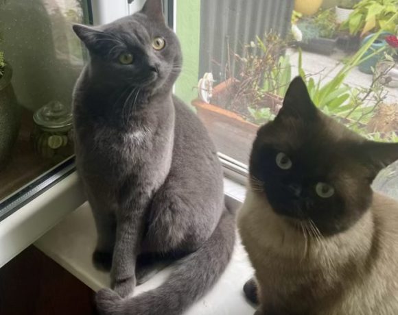 Schoko & Duman
