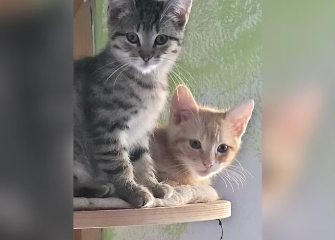 Queen Charlotte & Lady Danbury