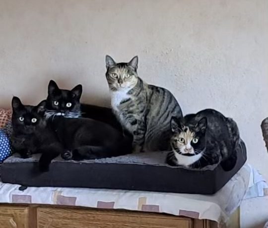 Lilly, Lucky, Gipsy & Teddy