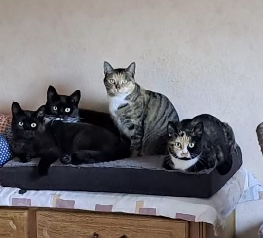 Lilly, Lucky, Gipsy & Teddy