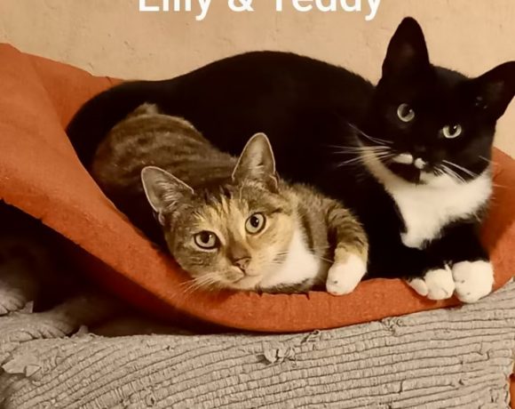 Lilly, Lucky, Gipsy & Teddy Lilly, Lucky, Gipsy & Teddy