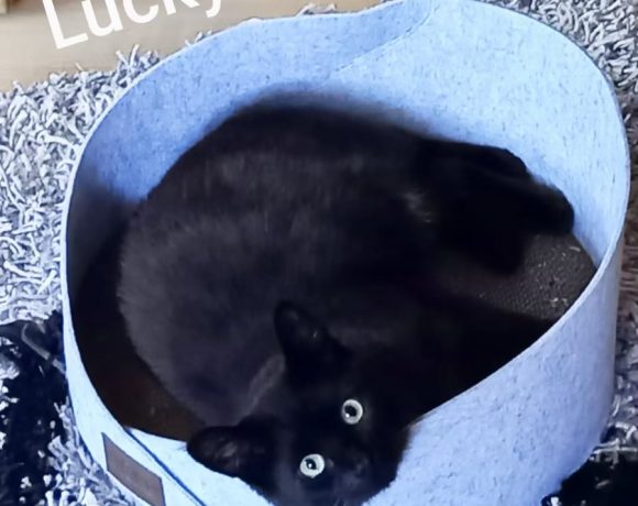 Lilly, Lucky, Gipsy & Teddy Lilly, Lucky, Gipsy & Teddy