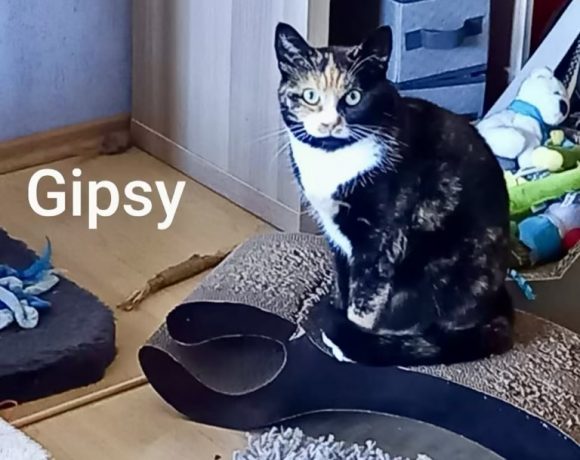 Lilly, Lucky, Gipsy & Teddy Lilly, Lucky, Gipsy & Teddy