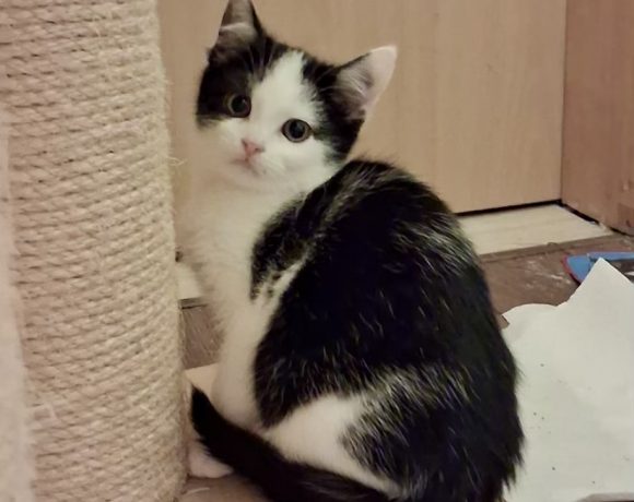 Rumi & Zoey, Mira & Bobby