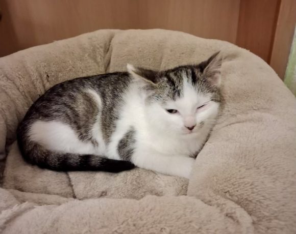 Rumi & Zoey, Mira & Bobby