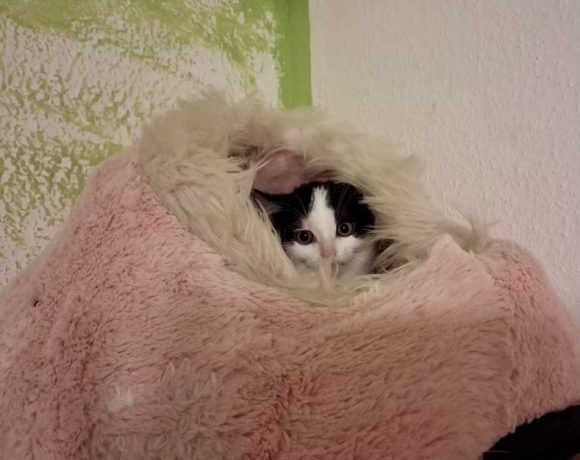 Rumi & Zoey, Mira & Bobby