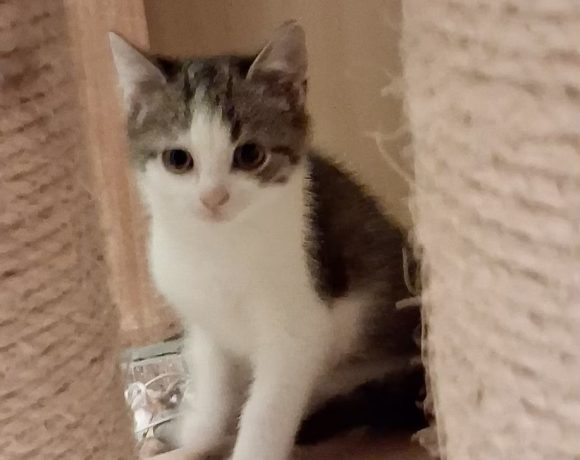 Rumi & Zoey, Mira & Bobby