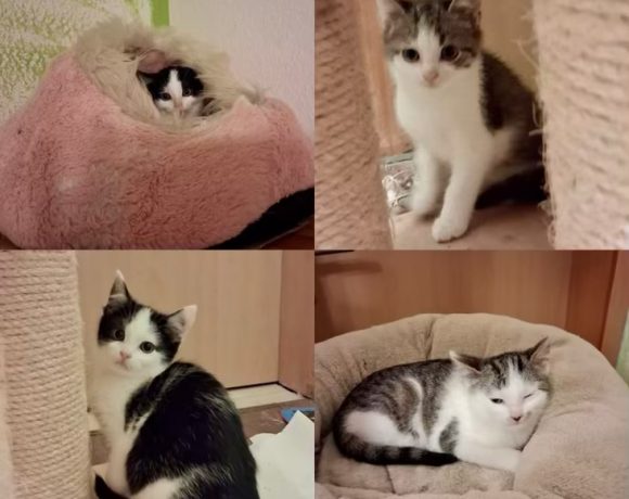 Rumi & Zoey, Mira & Bobby