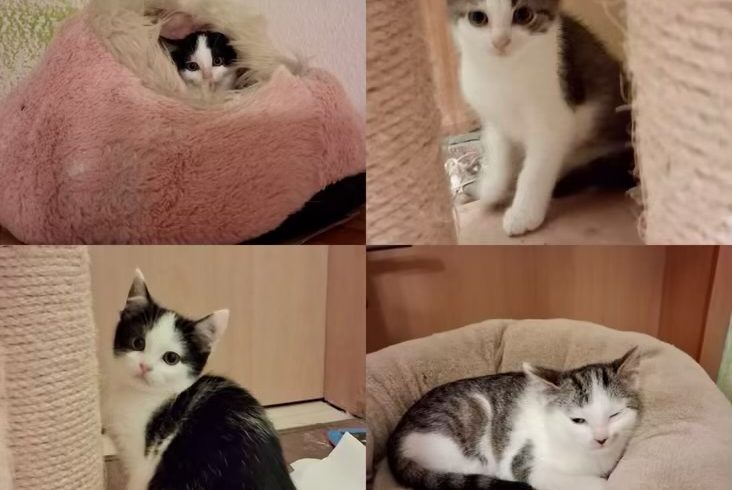 Rumi & Zoey, Mira & Bobby