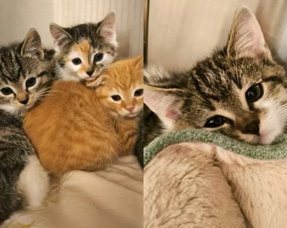 Ash & Copper, Silver & Hazel