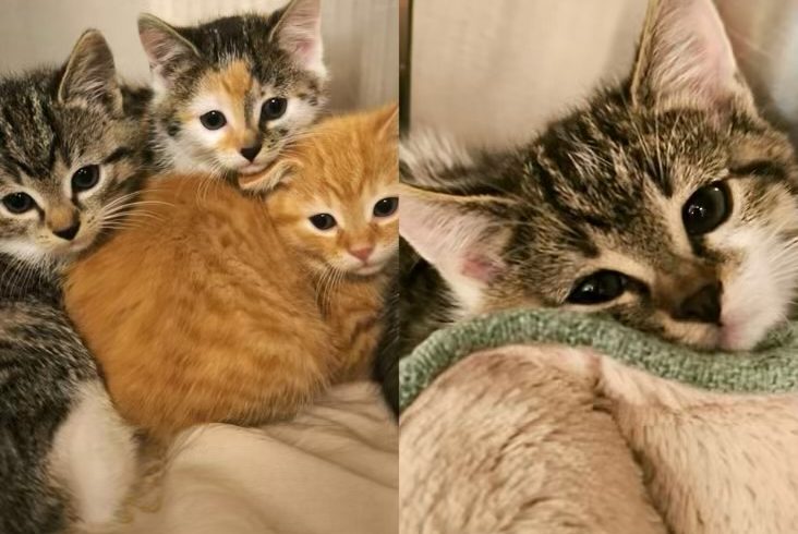 Ash & Copper, Silver & Hazel