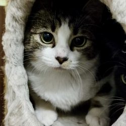 Kalendertürchen 15 – L’Earas Wunsch