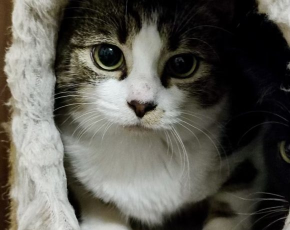 Pasco,Leara, Mairen & Chada Pasco,Leara, Mairen & Chada