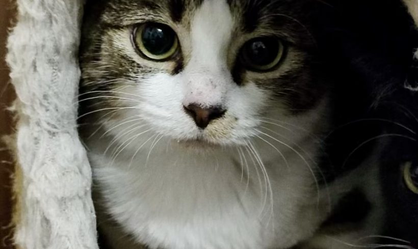 Kalendertürchen 15 – L’Earas Wunsch