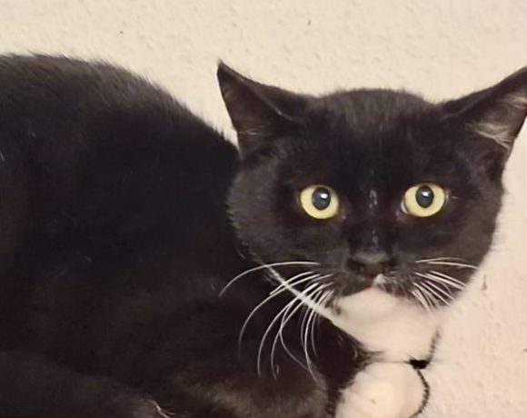 Pasco,Leara, Mairen & Chada Pasco,Leara, Mairen & Chada