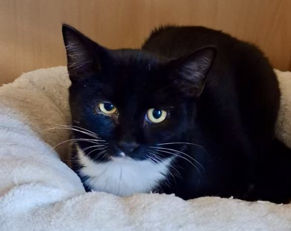 Pasco,Leara, Mairen & Chada Pasco,Leara, Mairen & Chada