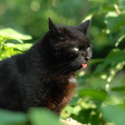 Kalendertürchen 3 – Pünktchens Wunsch