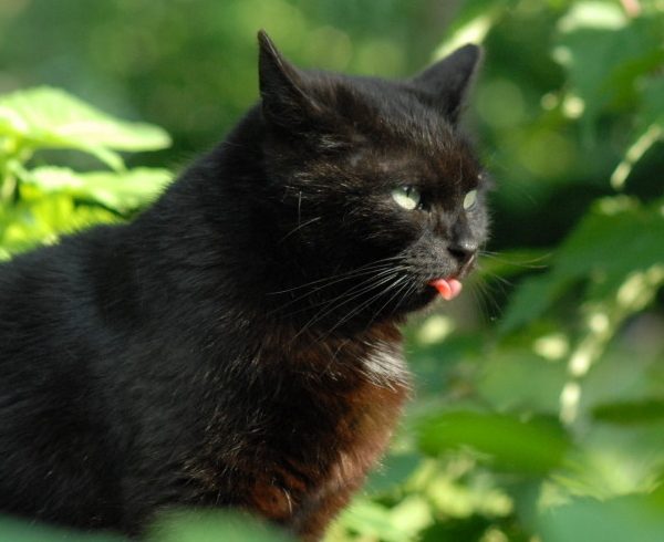 Kalendertürchen 3 – Pünktchens Wunsch Kalendertürchen 3 – Pünktchens Wunsch