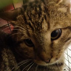 Kalendertürchen 12 – Wims Wunsch