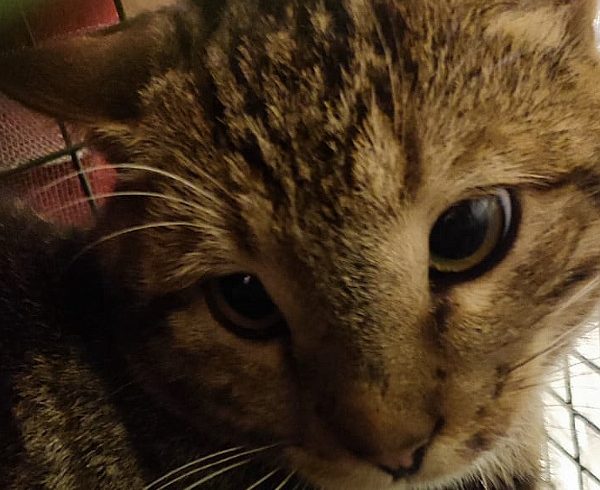 Kalendertürchen 12 – Wims Wunsch