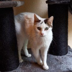 Kalendertürchen 5 – Bienchens Wunsch