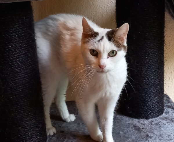 Kalendertürchen 5 – Bienchens Wunsch Kalendertürchen 5 – Bienchens Wunsch