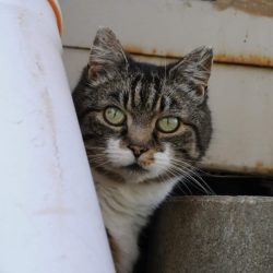 Kalendertürchen 2 – Mamas Wunsch