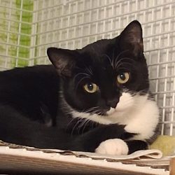 Kalendertürchen 14 – Chadas Wunsch