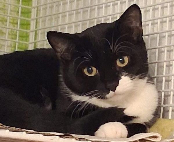 Kalendertürchen 14 – Chadas Wunsch