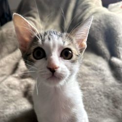 Kalendertürchen 10 – Vickis Wunsch