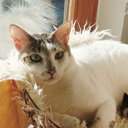 Kalendertürchen 20 – Hunyos Wunsch