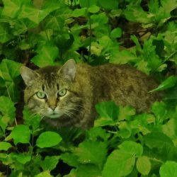 Kalendertürchen 9 – Moppelchens Wunsch