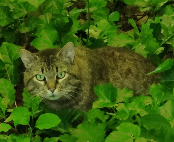 Kalendertürchen 9 – Moppelchens Wunsch