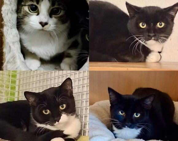 Pasco,Leara, Mairen & Chada