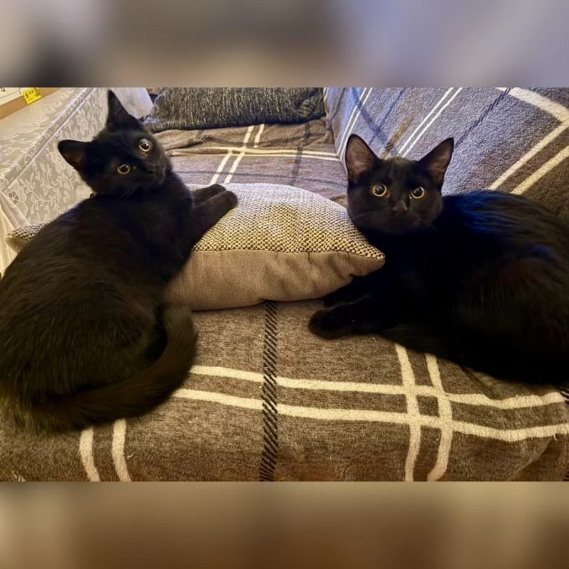 Sweetie & Lucie