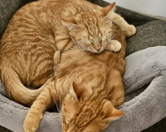 Rusty & Lizzy Rusty & Lizzy