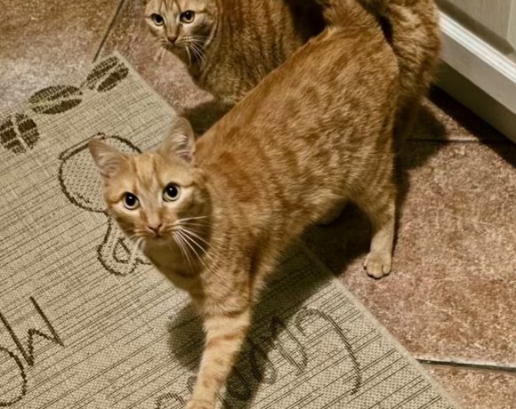 Rusty & Lizzy Rusty & Lizzy